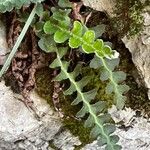 Asplenium ceterach Leaf