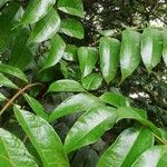 Dacryodes edulis Leaf