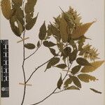 Carpinus viminea Other