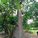 Sterculia apetala Habitus