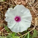 Ipomoea pandurata Flower