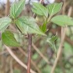 Clematis chrysocoma Hoja