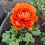 Trollius asiaticus Blomst