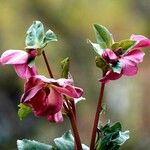 Helleborus orientalis Blatt