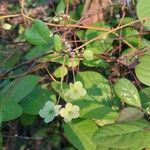 Karomia macrocalyx Otro