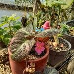 Episcia lilacina Blomma