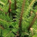 Polystichum setiferum Φύλλο