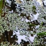 Lemna trisulca Hábito