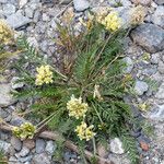 Oxytropis campestris Vekstform