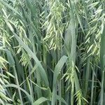 Avena sativa Blad