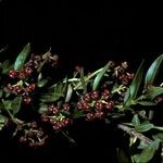 Coriaria myrtifolia Fruit