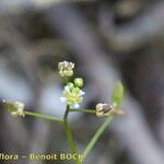 Hornungia procumbens Sonstige