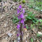 Orchis spitzelii फूल