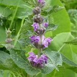 Phlomoides oreophila Flower