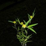 Corchorus hirtus ശീലം