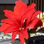 Hippeastrum reginaeফুল