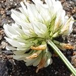 Trifolium repensFleur