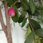Syzygium paniculatum Õis