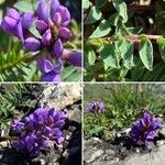 Oxytropis jacquinii Flower