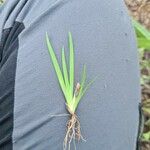 Sisyrinchium rosulatum 葉