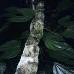 Schnella guianensis 葉