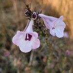 Micrargeria filiformis Λουλούδι