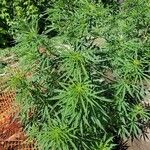 Cannabis sativa Агульны выгляд