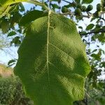 Solanum mitlense Yaprak