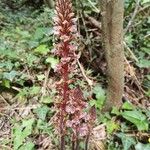 Orobanche hederae Flower