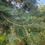 Abies concolor Hábito