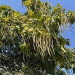 Catalpa bignonioidesFruto