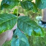 Fraxinus latifoliaLeht