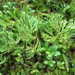 Lycopodium × zeilleri Elinympäristö