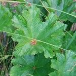 Darmera peltata Feuille