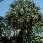 Sabal palmetto 形態