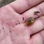 Silene noctiflora Fruit