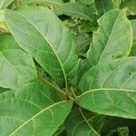 Terminalia superba Hoja