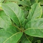 Terminalia superba পাতা