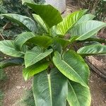 Philodendron melinonii Flower