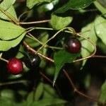 Eugenia oerstediana Fruto