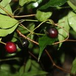 Eugenia oerstediana Fruit