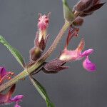 Teucrium divaricatum Arall