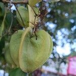 Cordia oncocalyx Fruit