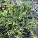 Crotalaria hyssopifolia Hábito