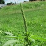 Amaranthus palmeri Bloem