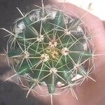 Ferocactus emoryi Fulla