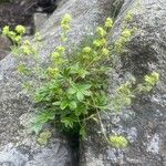 Alchemilla saxatilis Lehti