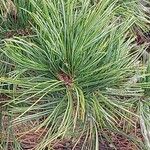 Pinus cembra ഇല