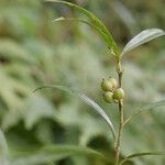 Sarcococca saligna موطن