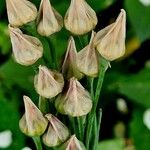 Allium siculum Fruct